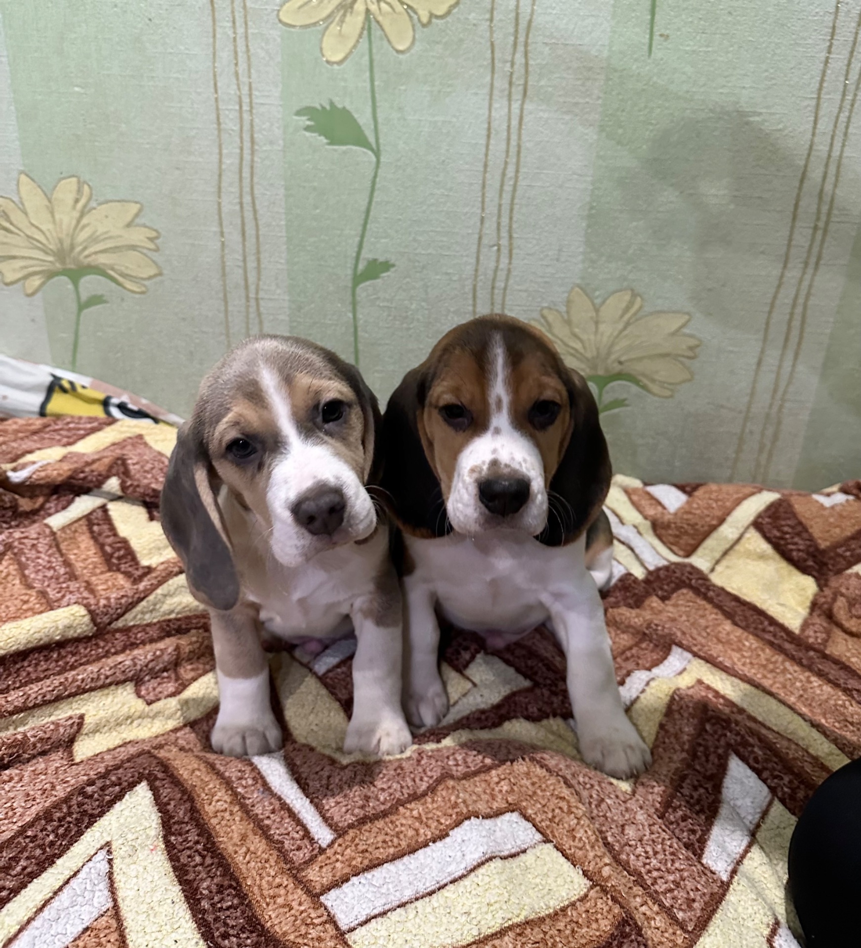 Клубные щенки Бигль!