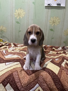 Клубные щенки Бигль!