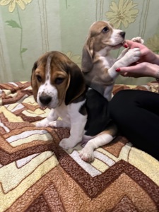 Клубные щенки Бигль!