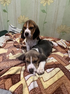 Клубные щенки Бигль!