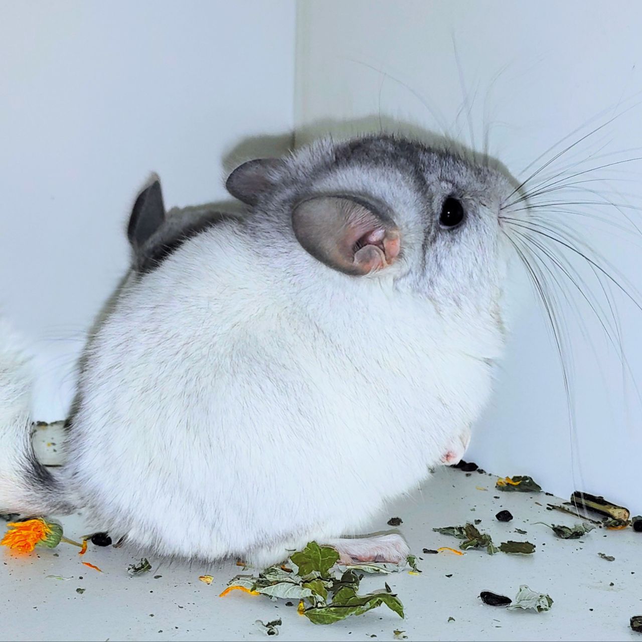 Біла ангора 🤍