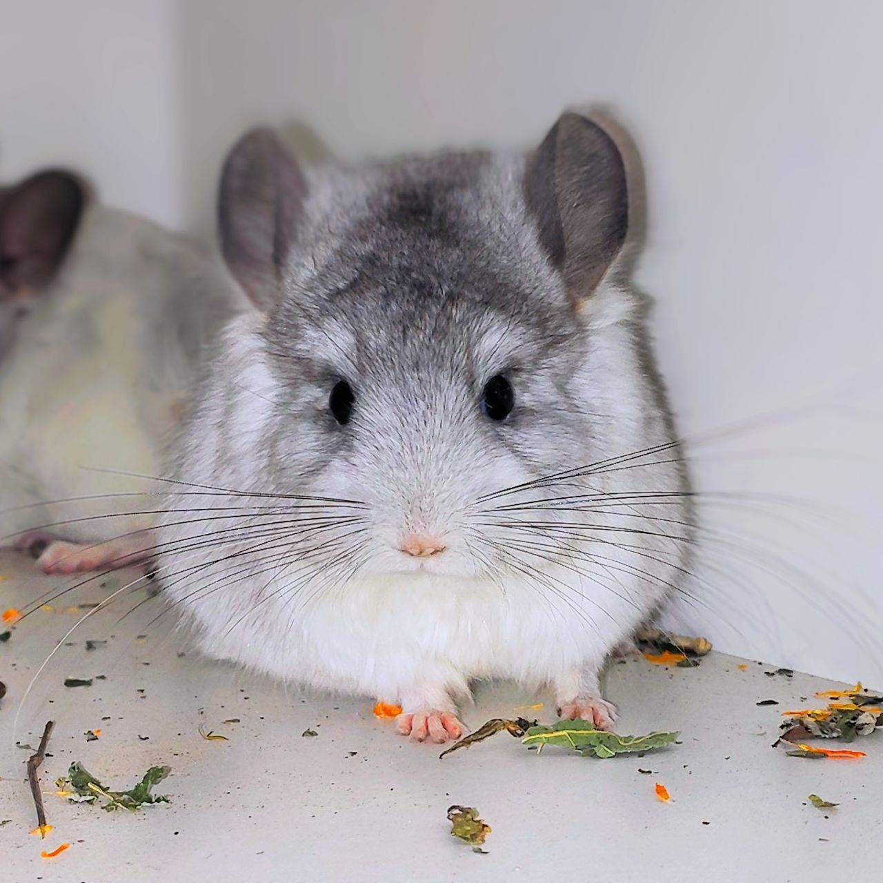 Біла ангора 🤍