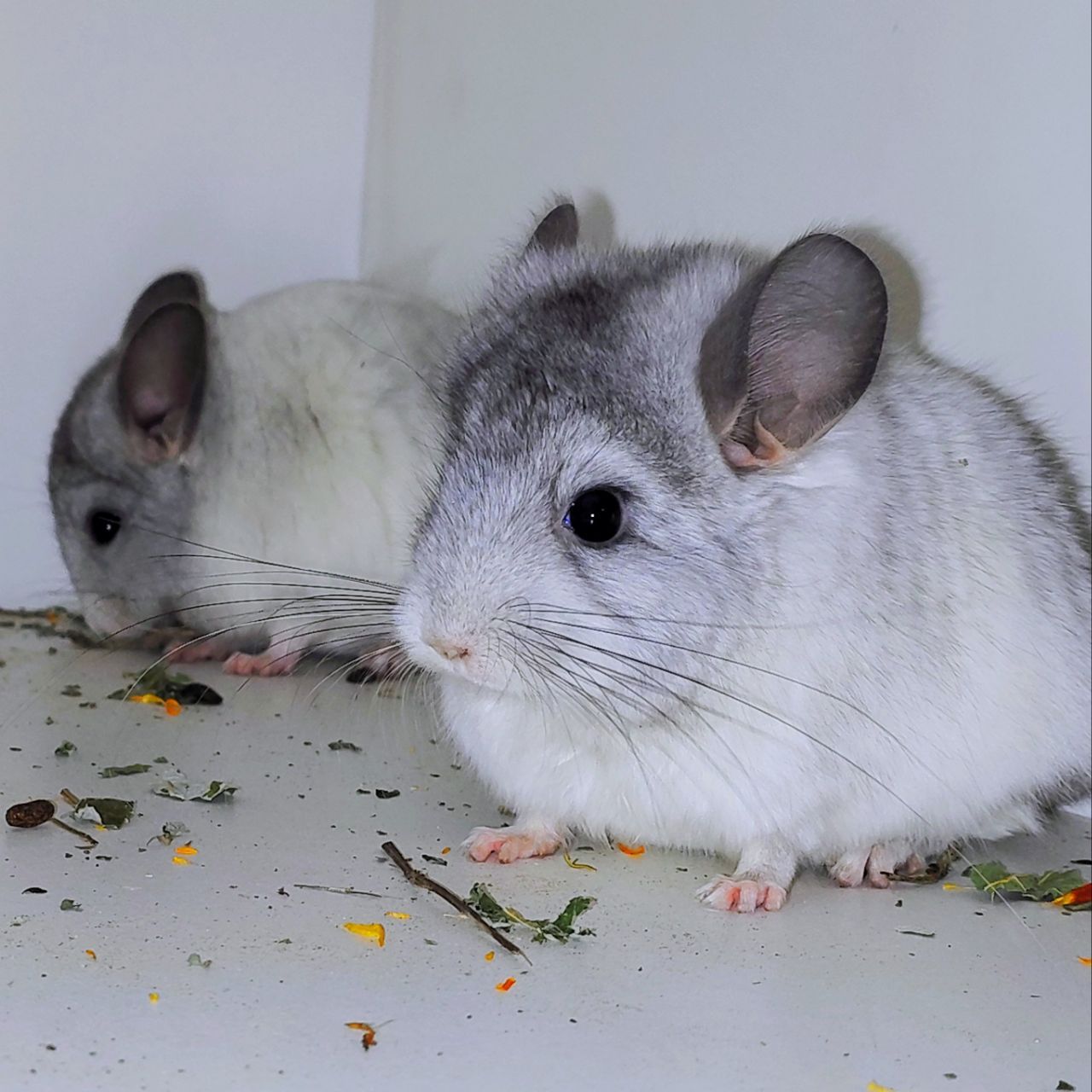 Біла ангора 🤍