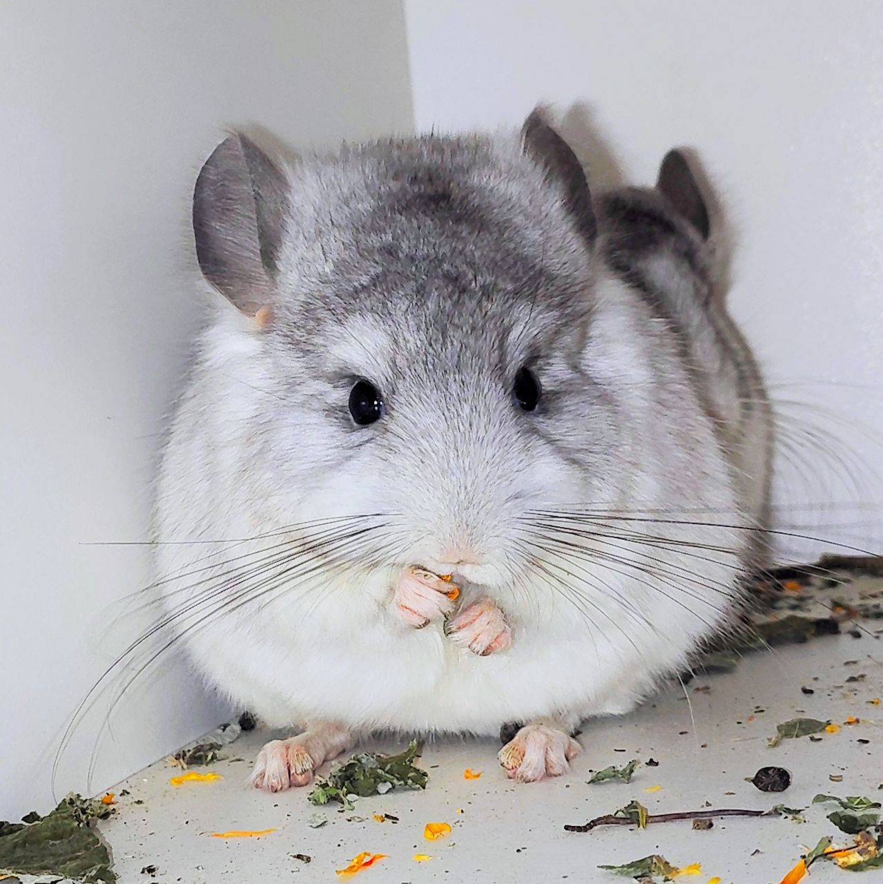 Біла ангора 🤍