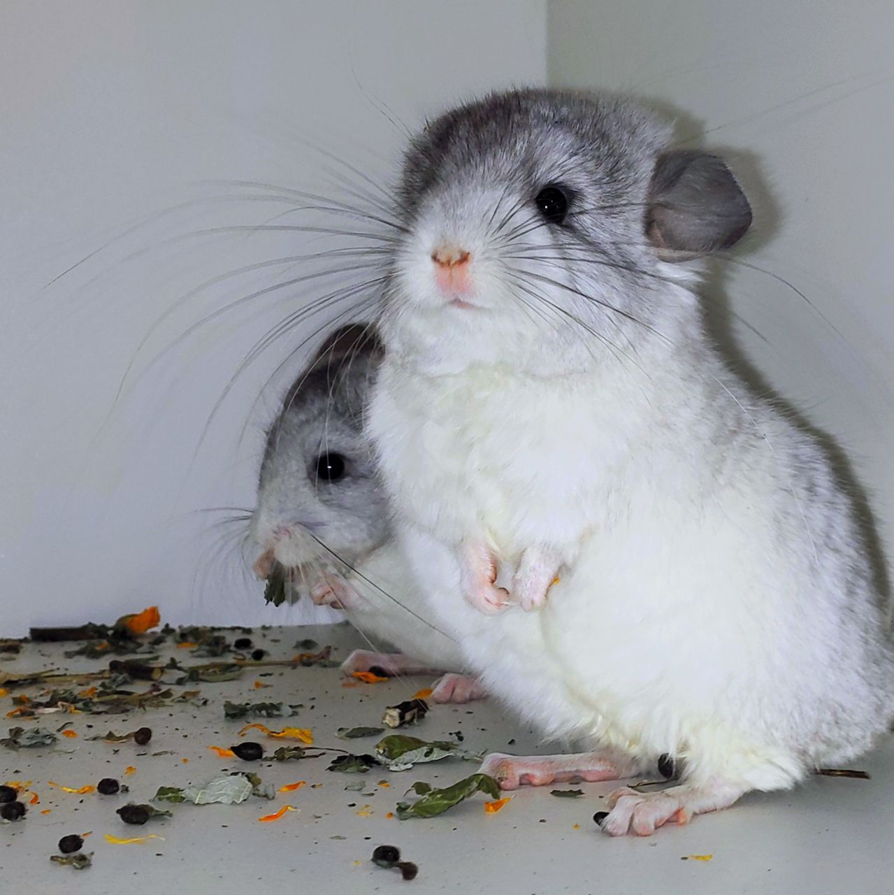 Біла ангора 🤍