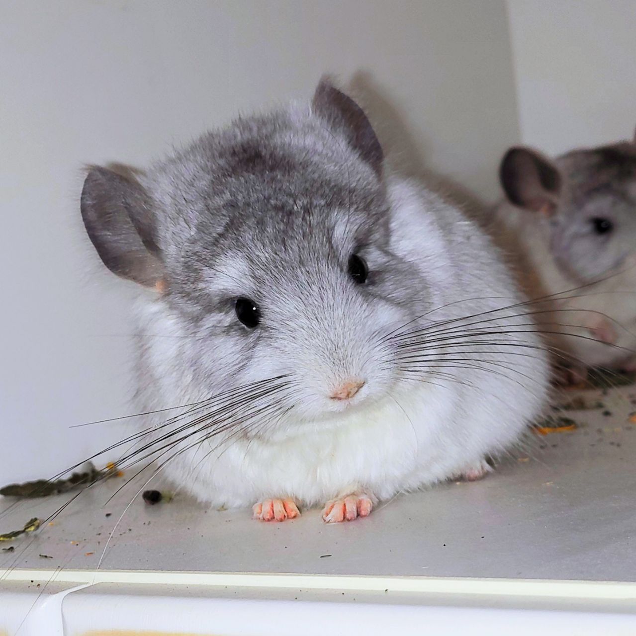 Біла ангора 🤍