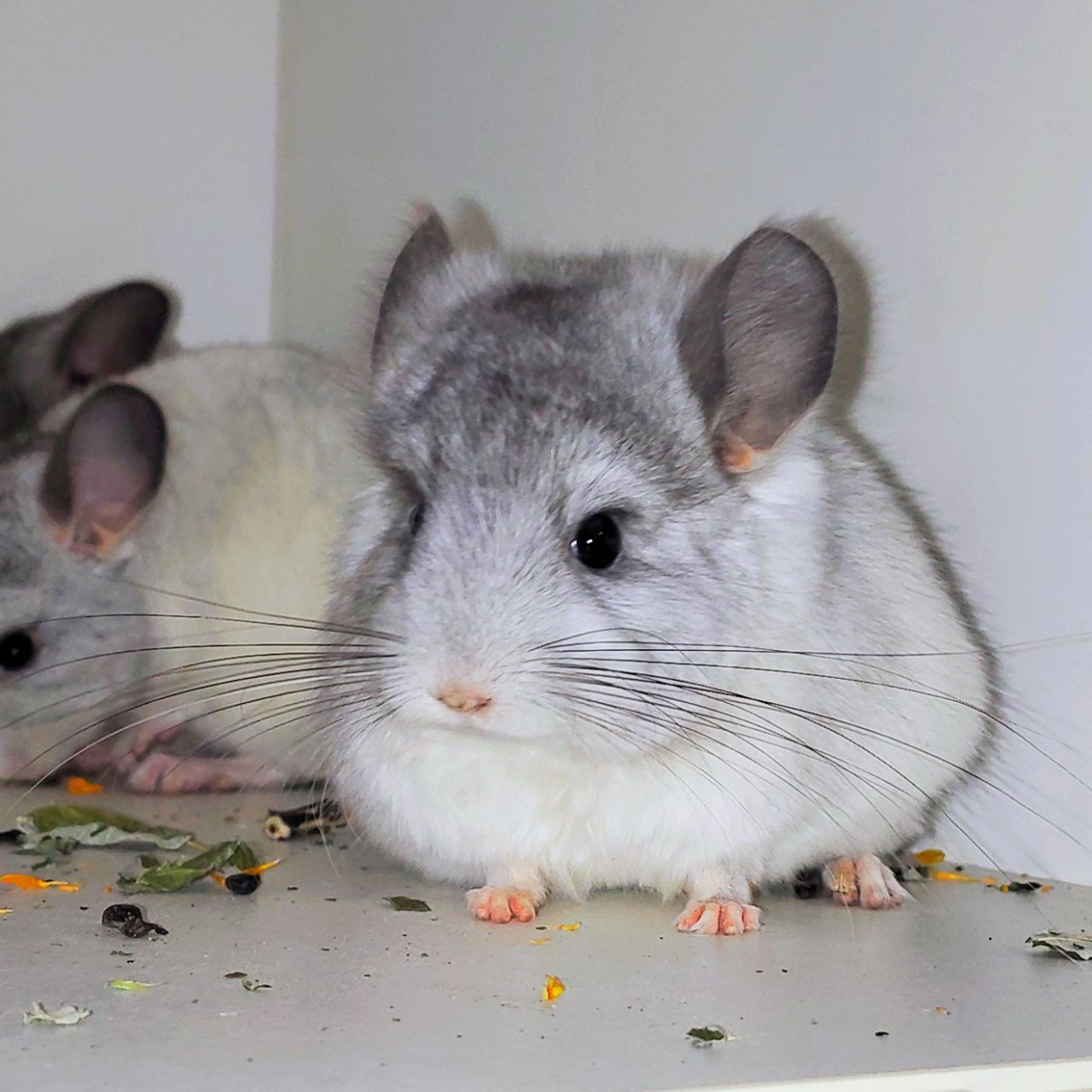 Біла ангора 🤍