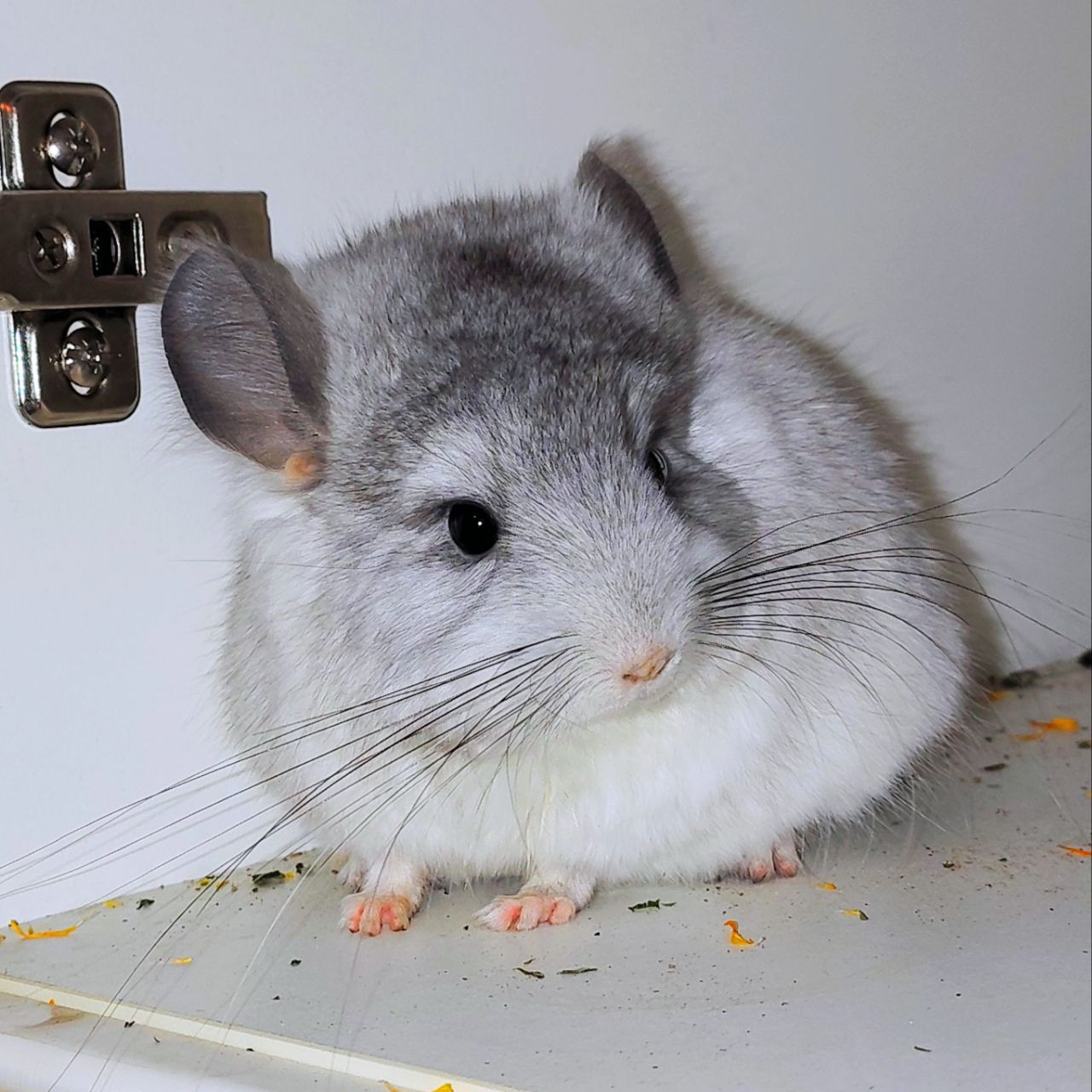 Біла ангора 🤍