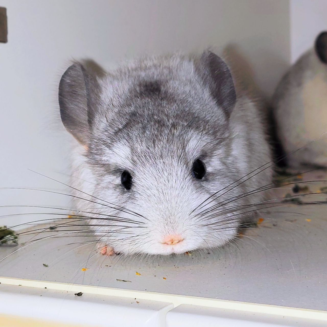 Біла ангора 🤍