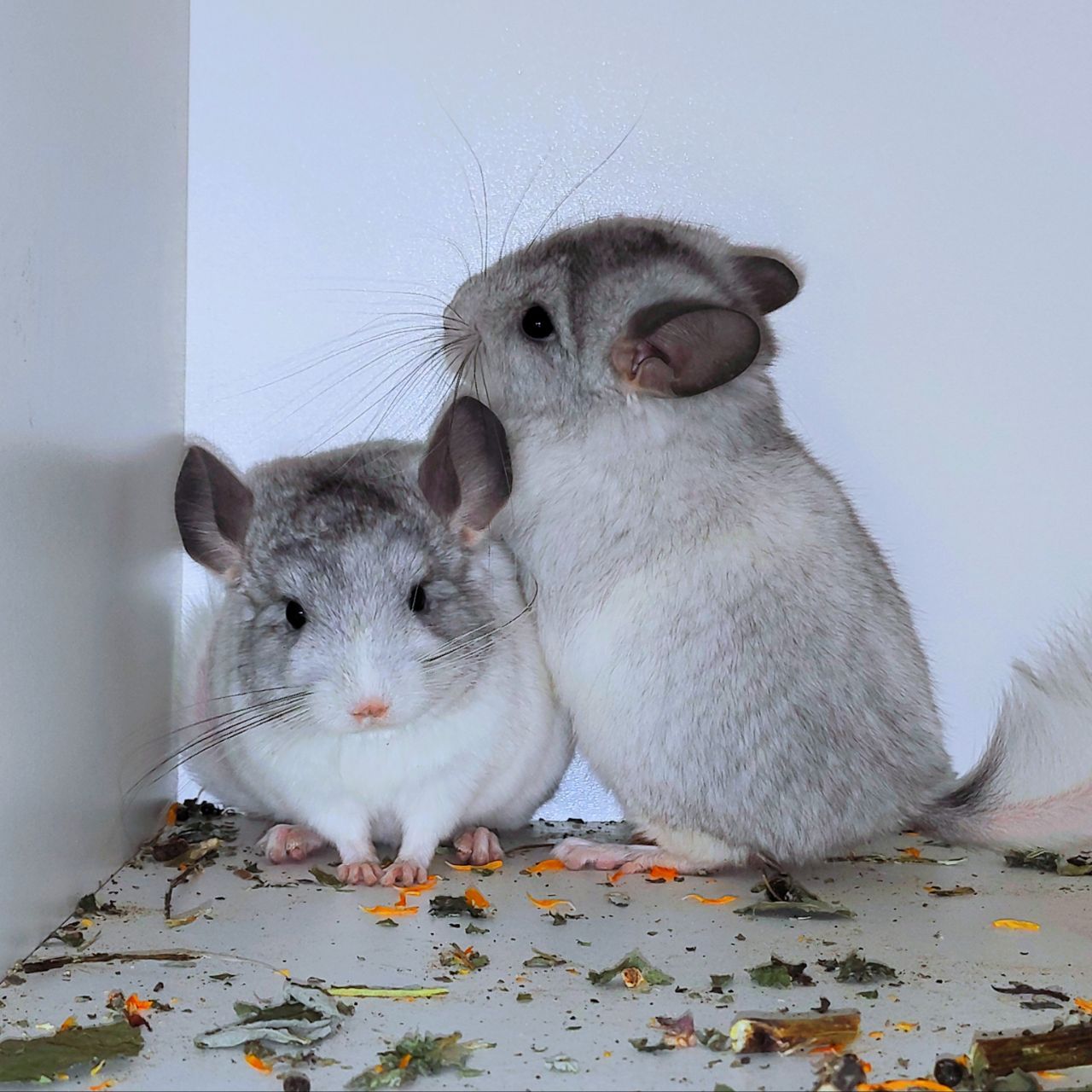 Білі дівчатка 🩷🤍