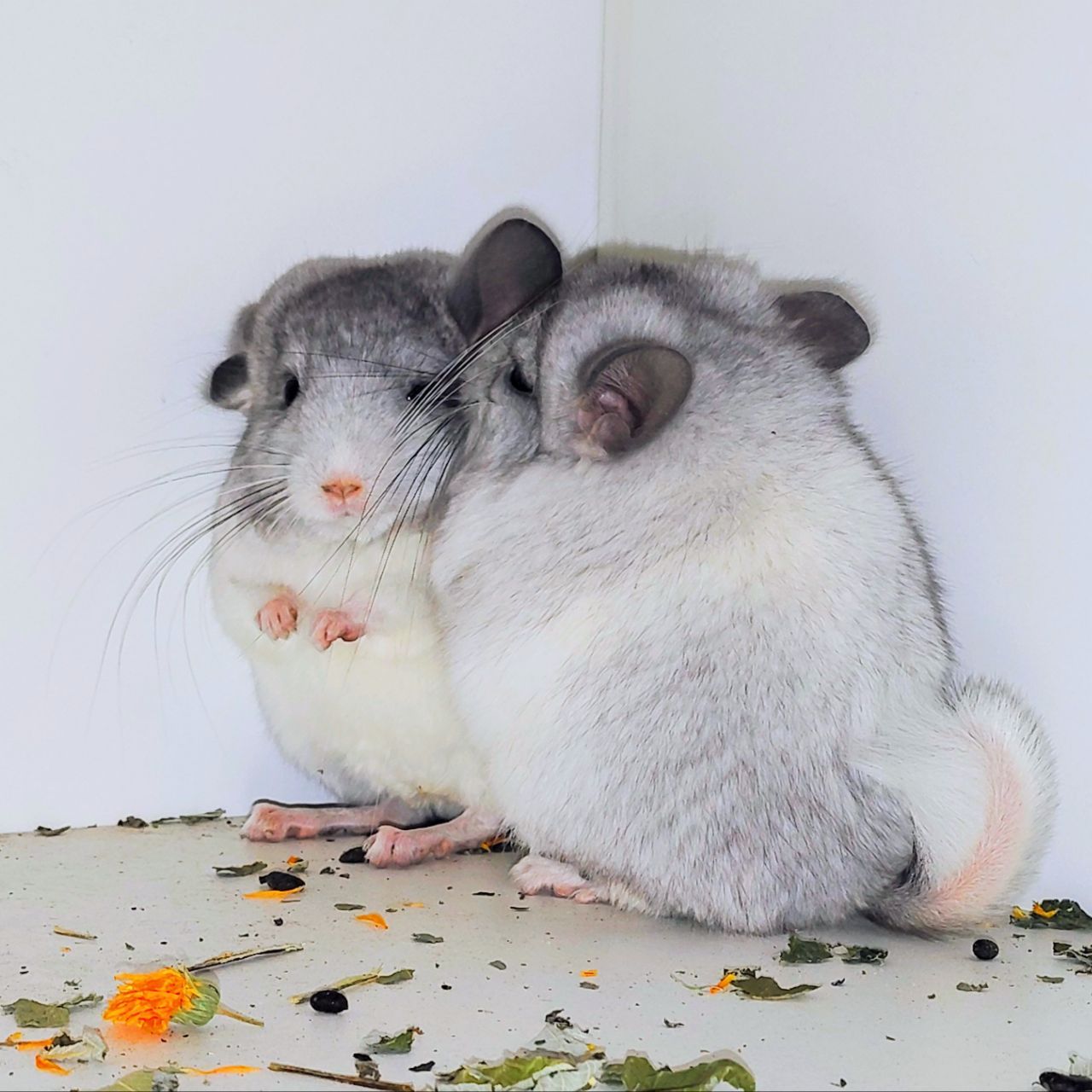 Білі дівчатка 🩷🤍