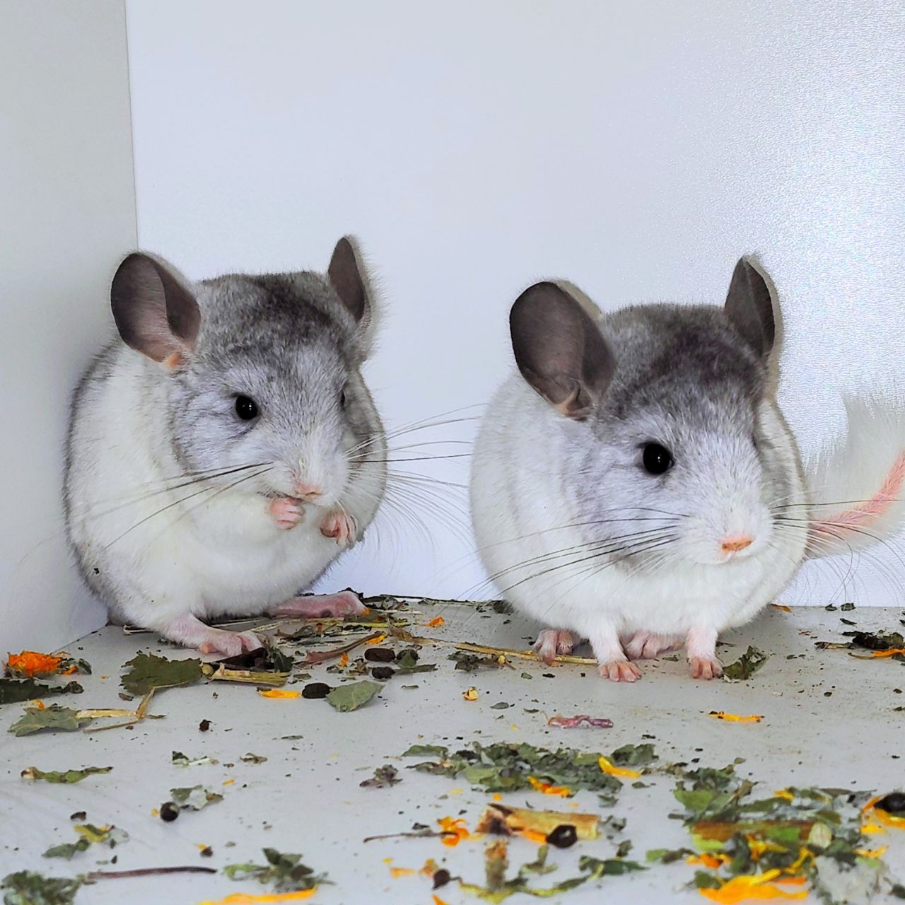 Білі дівчатка 🩷🤍