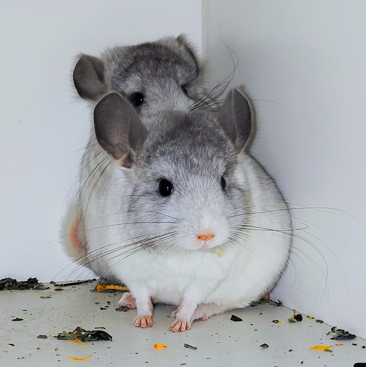 Білі дівчатка 🩷🤍