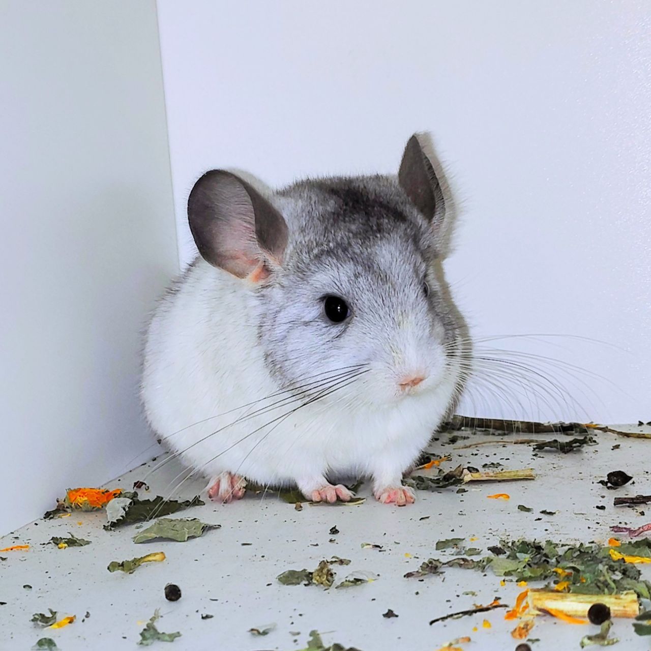 Білі дівчатка 🩷🤍