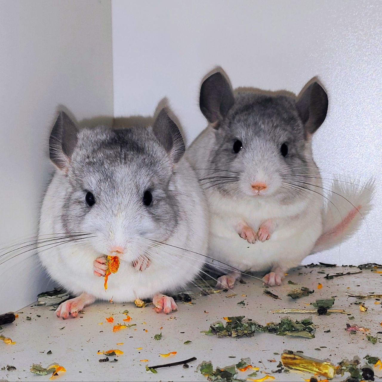 Білі дівчатка 🩷🤍