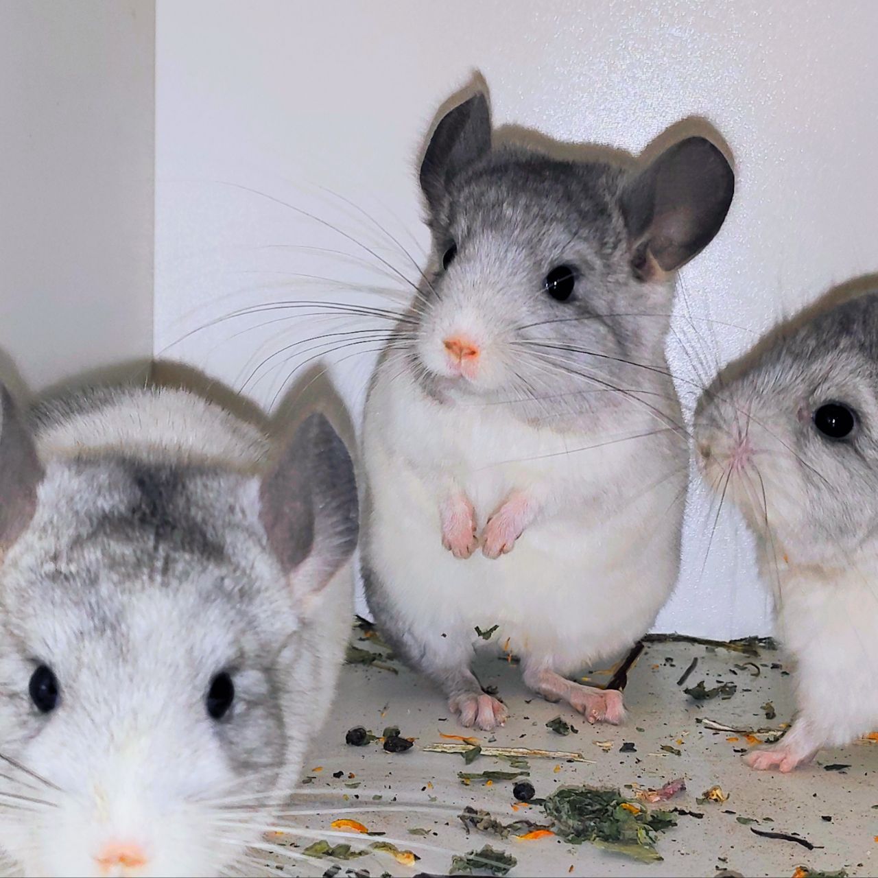 Білі дівчатка 🩷🤍