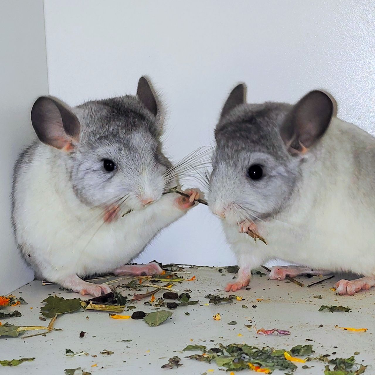 Білі дівчатка 🩷🤍