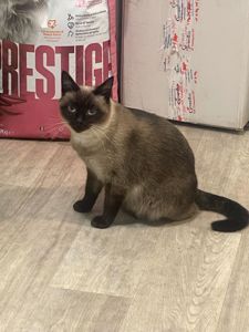 Сіамка Стерилізована