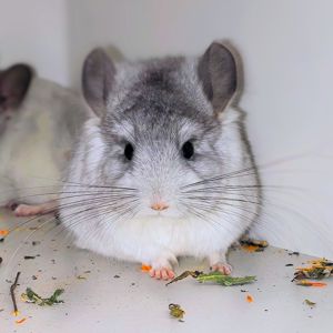 Біла ангора 🤍