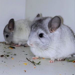 Біла ангора 🤍