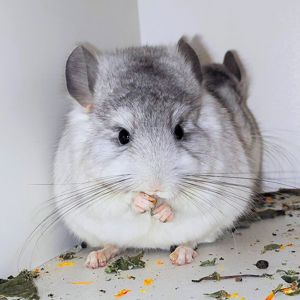 Біла ангора 🤍