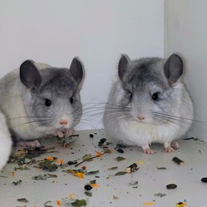 Біла ангора 🤍