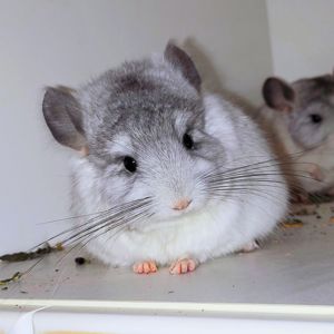 Біла ангора 🤍