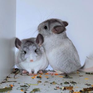 Білі дівчатка 🩷🤍