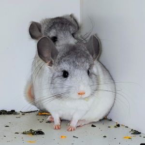 Білі дівчатка 🩷🤍