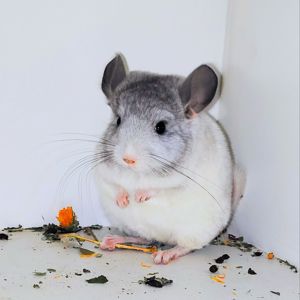 Білі дівчатка 🩷🤍