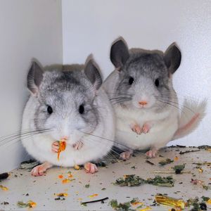 Білі дівчатка 🩷🤍