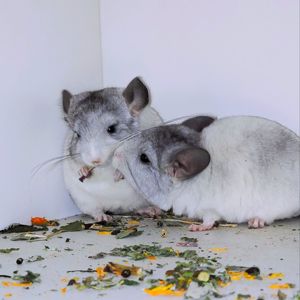 Білі дівчатка 🩷🤍