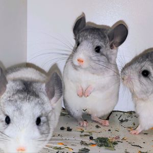 Білі дівчатка 🩷🤍