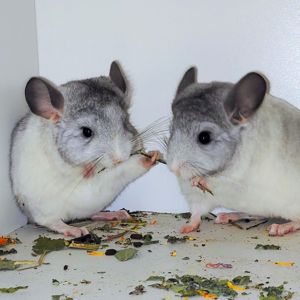 Білі дівчатка 🩷🤍