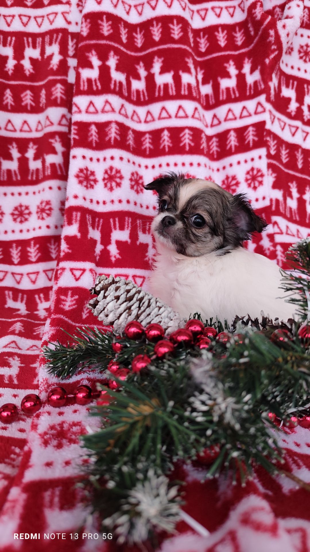 Казкова дівчинка чихуахуа