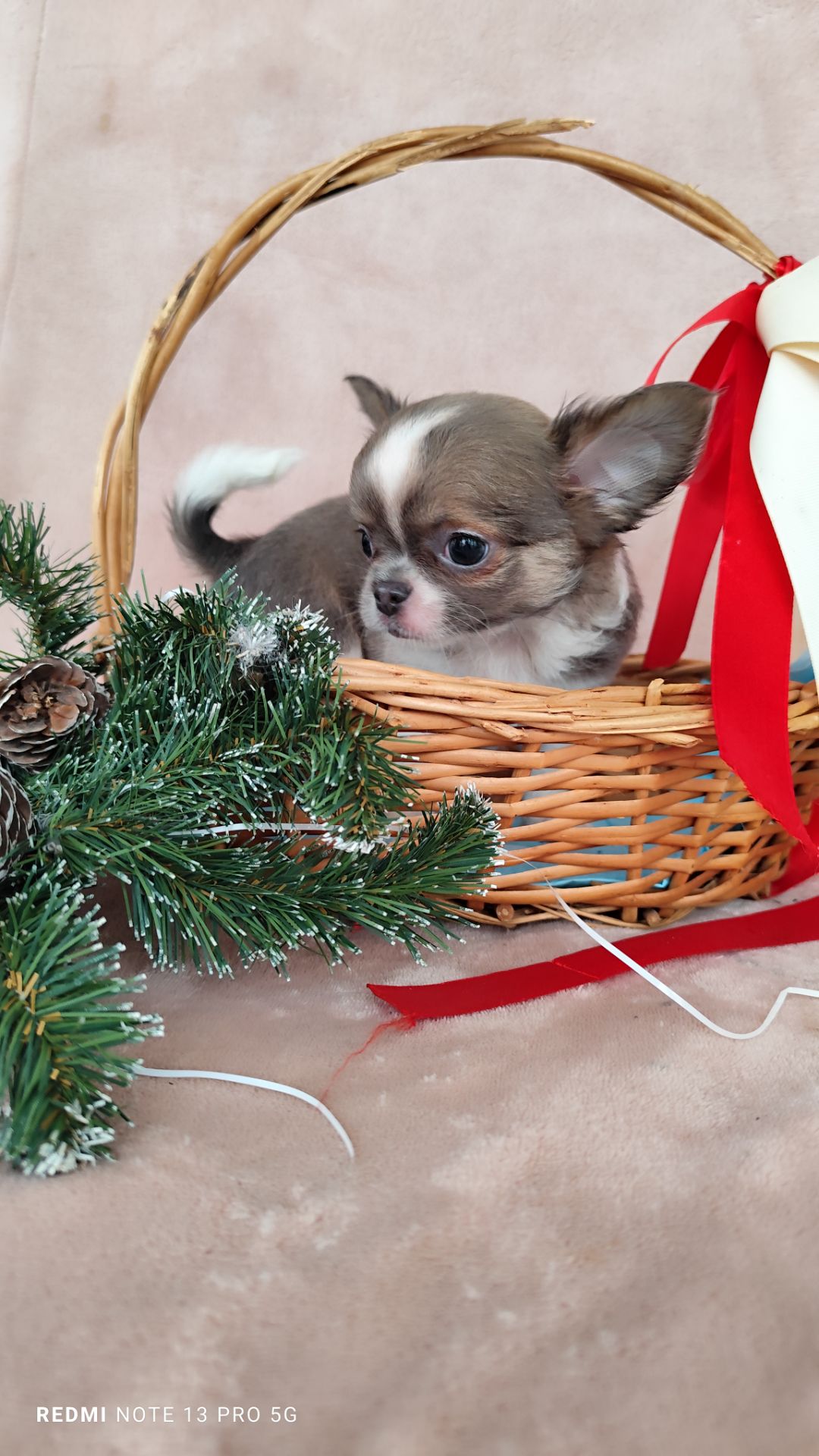 Хлопчик чихуахуа