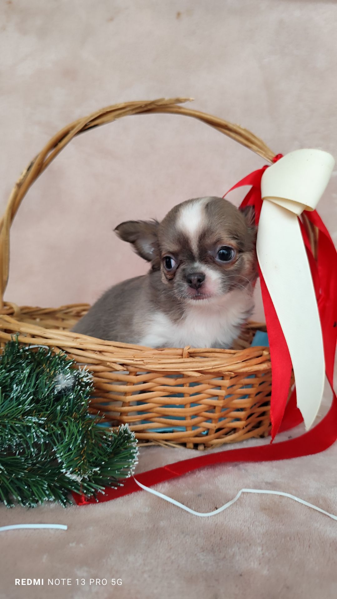 Хлопчик чихуахуа