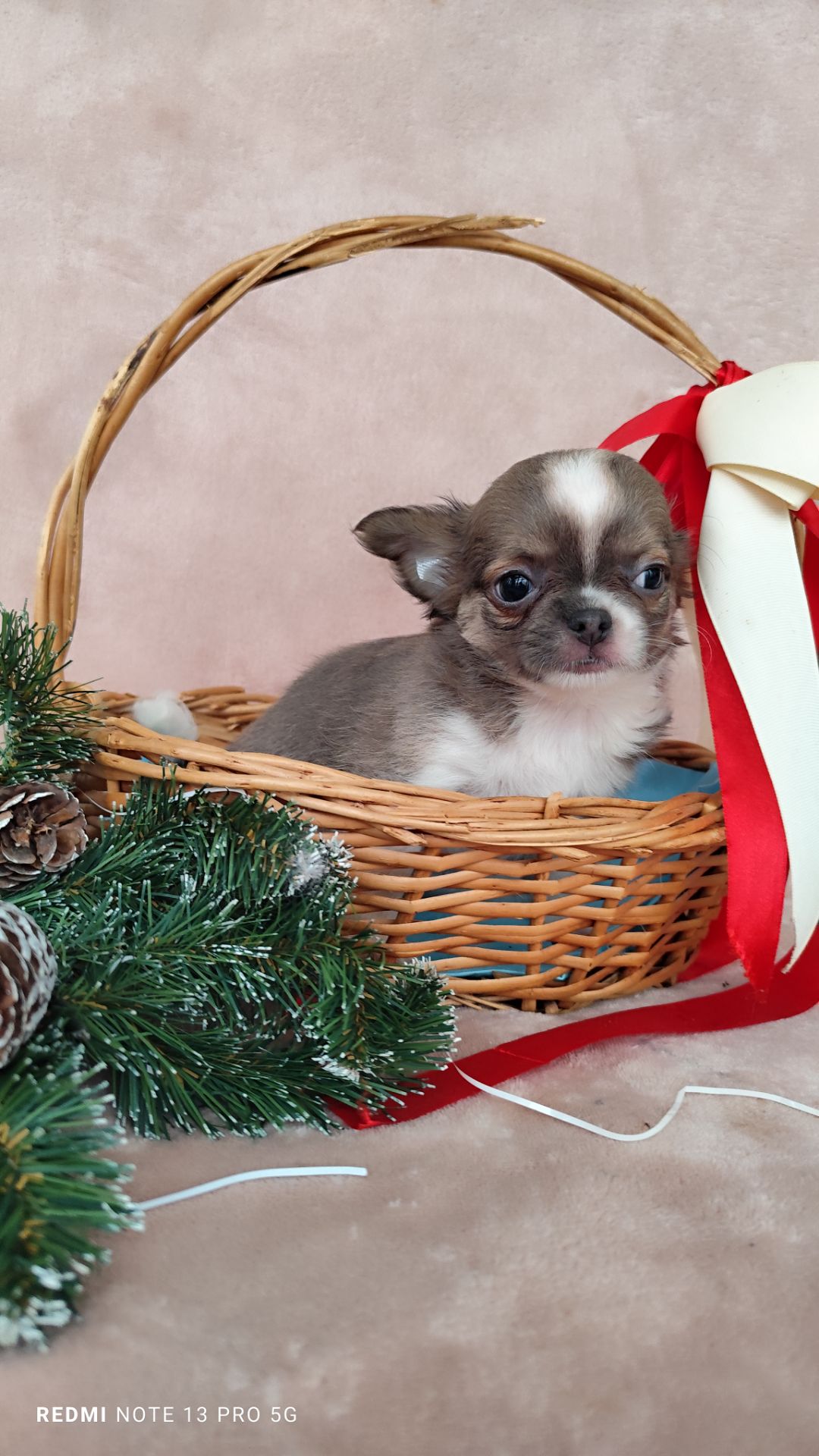 Хлопчик чихуахуа