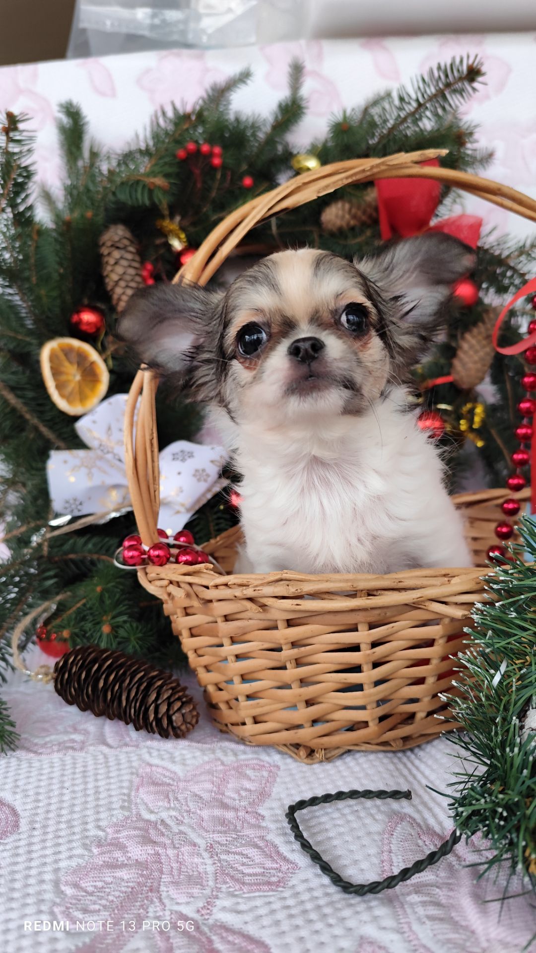 Казкова дівчинка чихуахуа