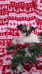 Казкова дівчинка чихуахуа