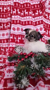 Казкова дівчинка чихуахуа