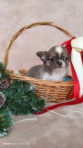 Хлопчик чихуахуа