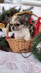 Казкова дівчинка чихуахуа