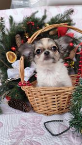 Казкова дівчинка чихуахуа