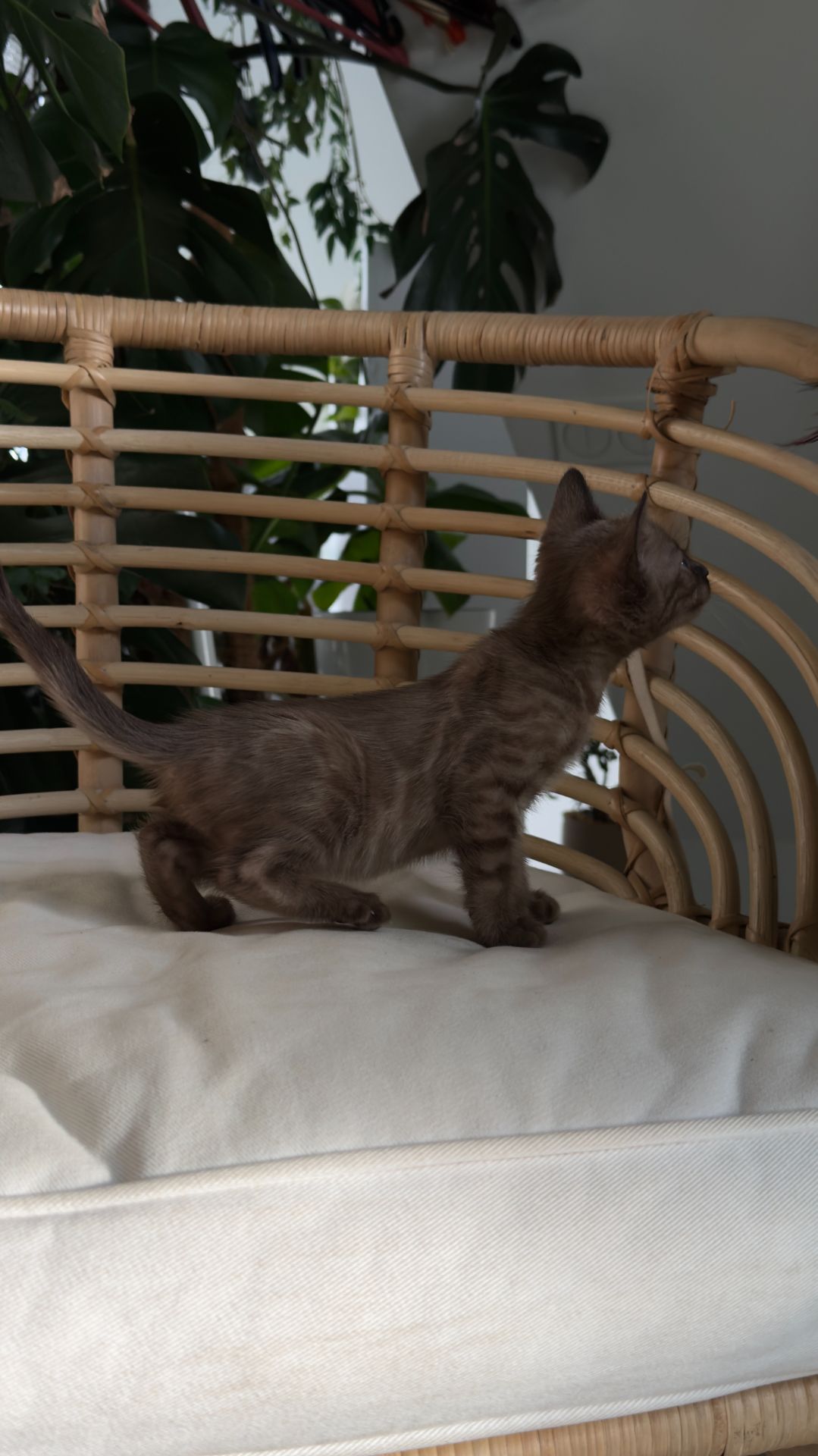 Кошеня шоу класа шикарного окрасу