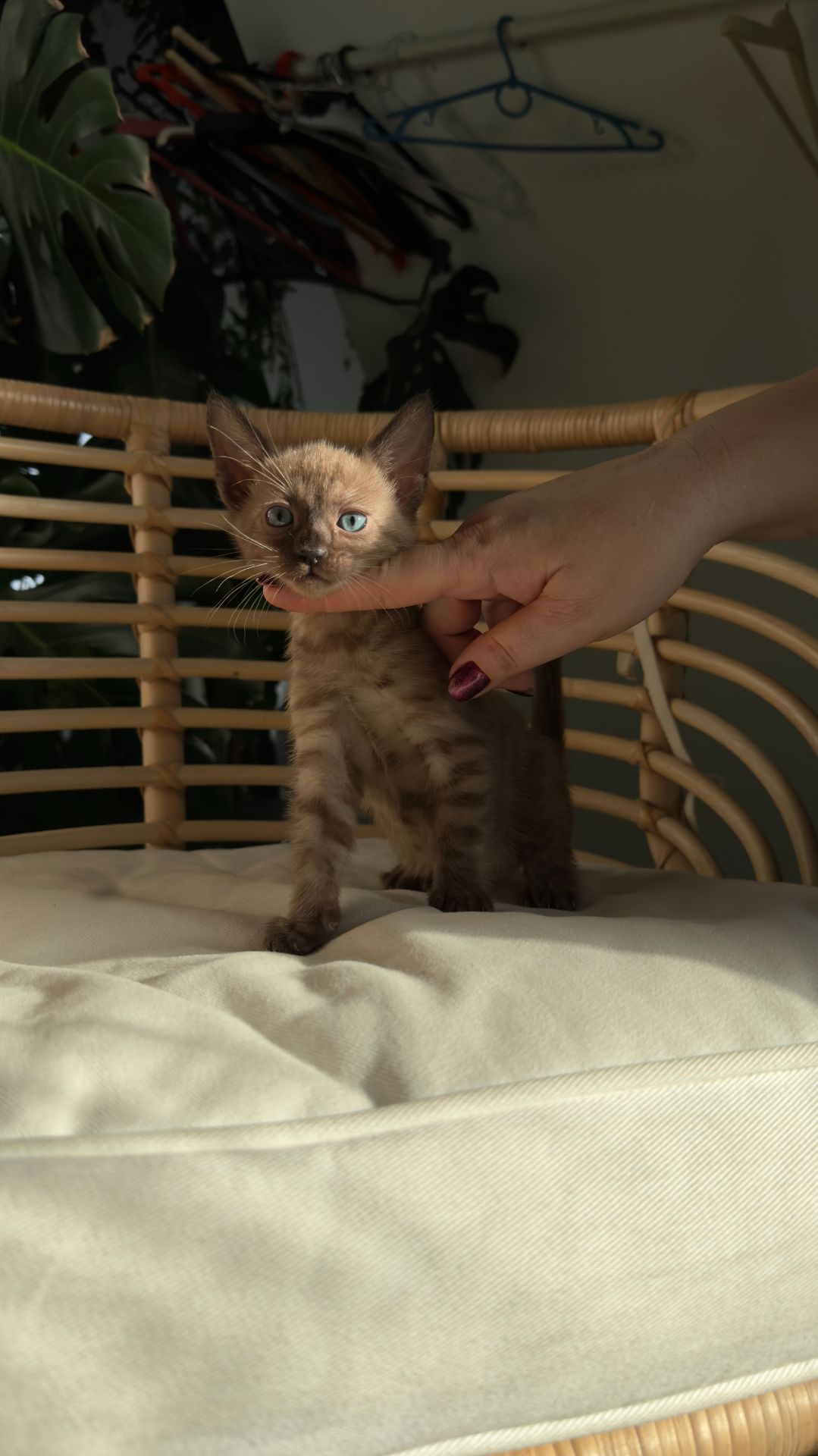 Кошеня шоу класа шикарного окрасу