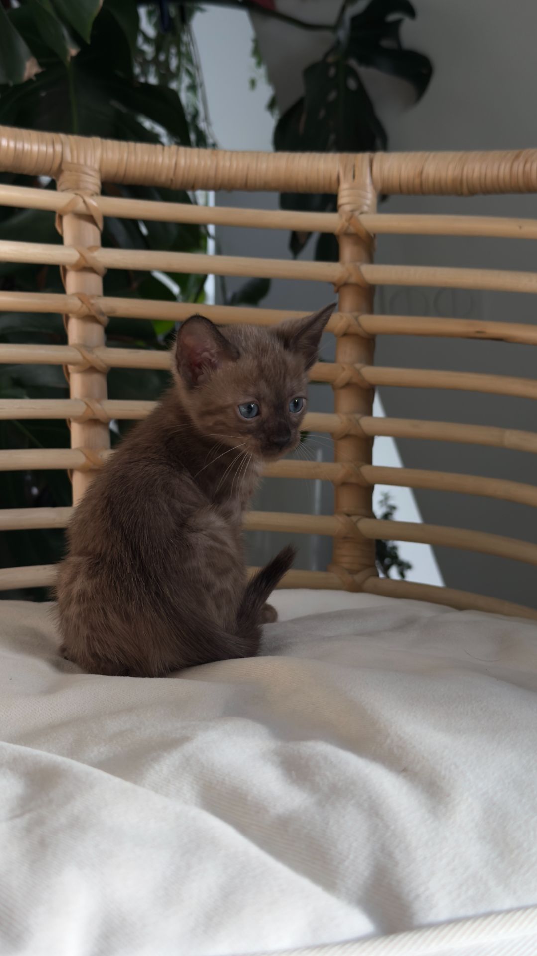 Кошеня шоу класа шикарного окрасу