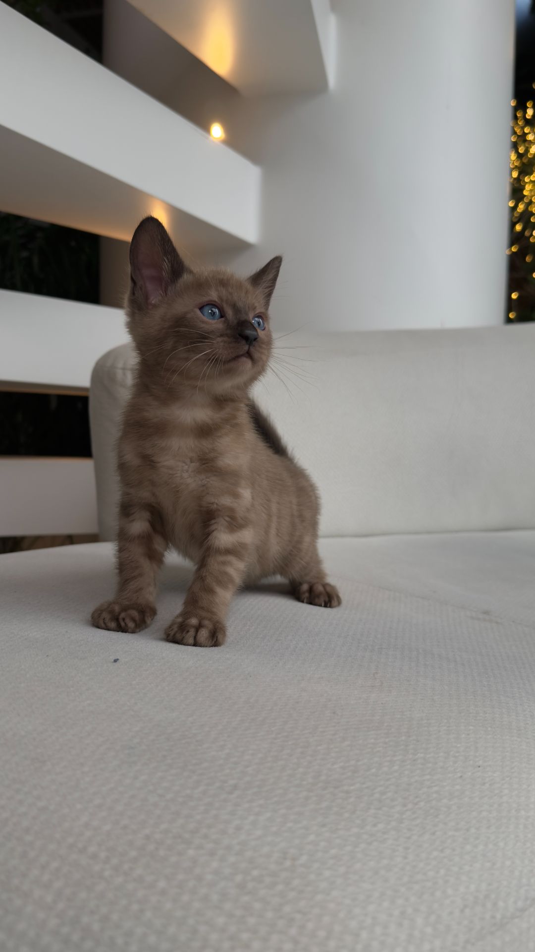 Кошеня шоу класа шикарного окрасу