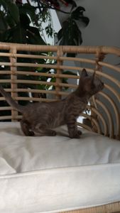 Кошеня шоу класа шикарного окрасу