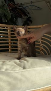 Кошеня шоу класа шикарного окрасу